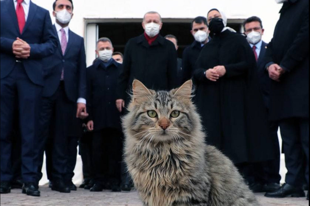 Президент Турции зарегистрировался в Telegram и опубликовал первое фото с котом