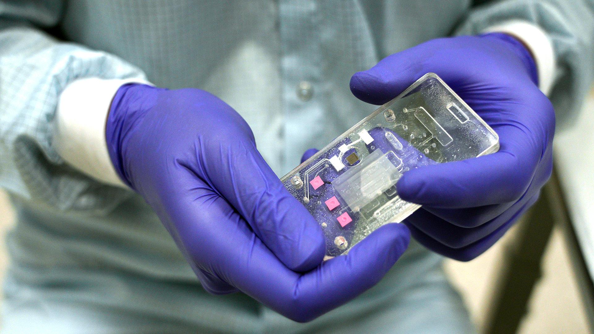 Роспотребнадзор разработает биочип для тестирования на коронавирус